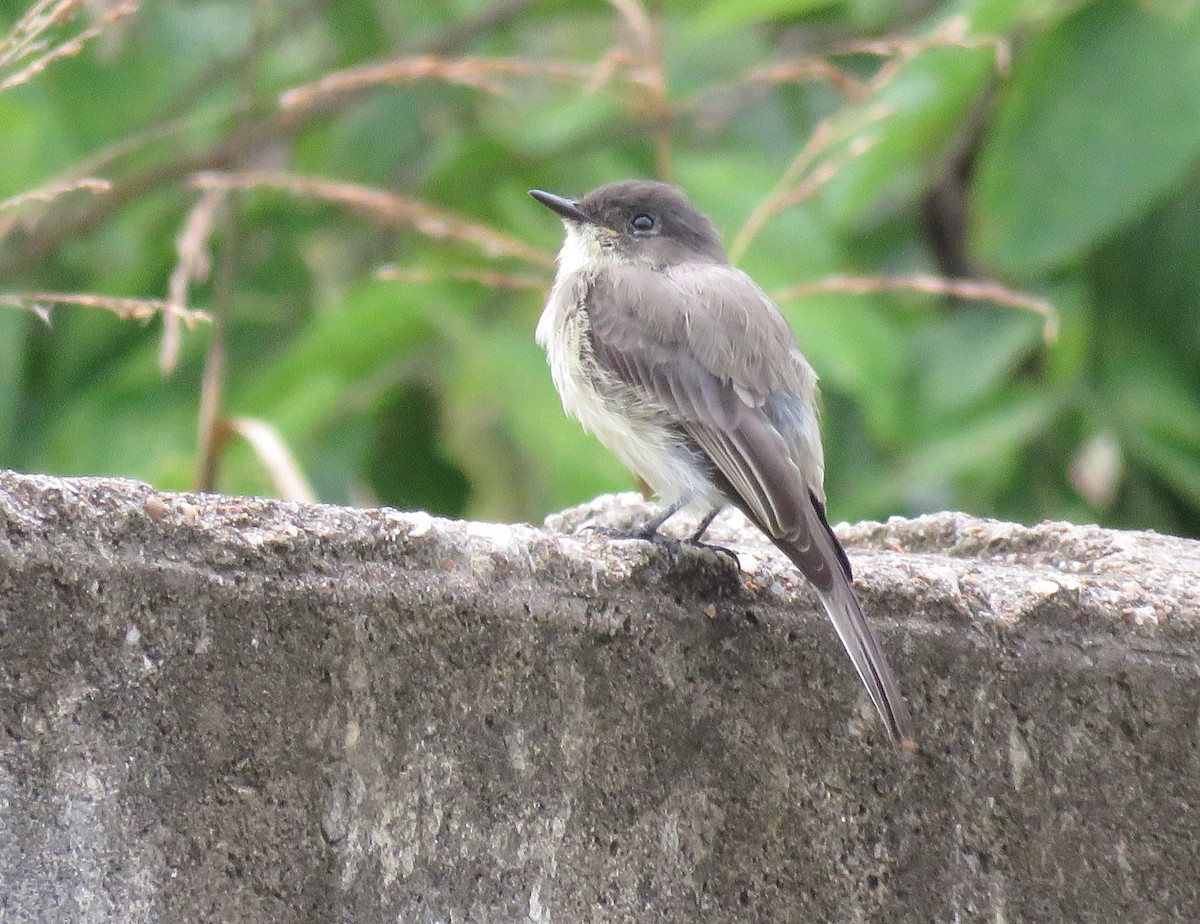Eastern Phoebe - ML641237961