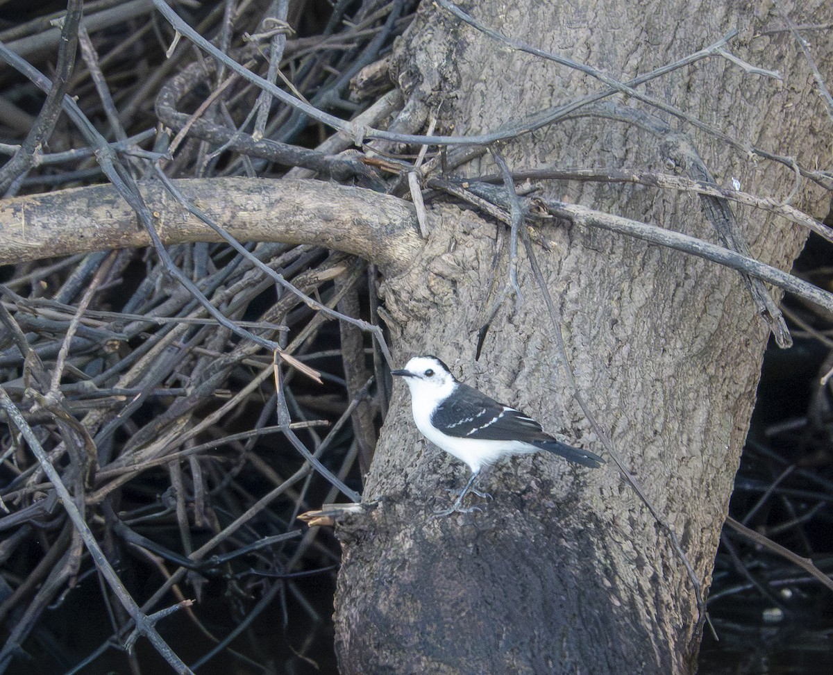 Black-backed Water-Tyrant - ML641237970