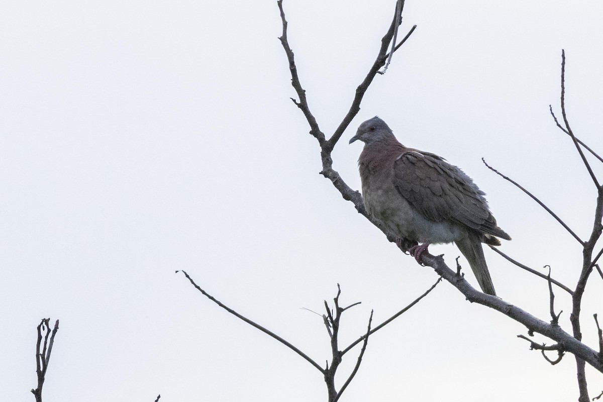 Pale-vented Pigeon - ML641237990