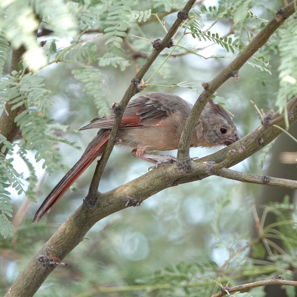 Pyrrhuloxia - ML641238027