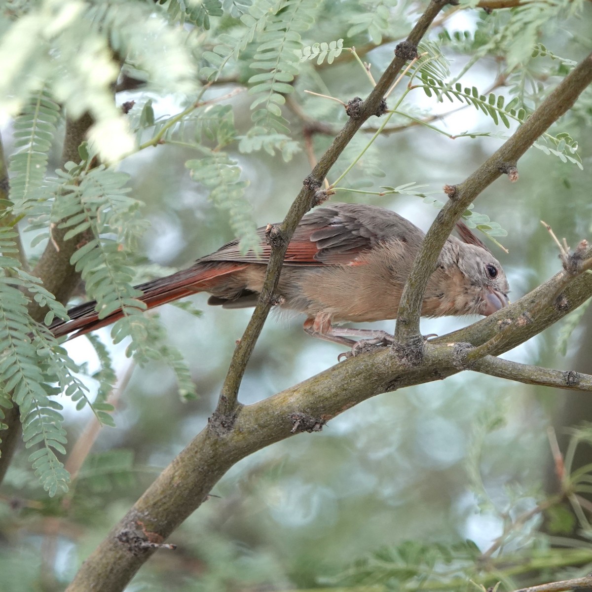 Pyrrhuloxia - ML641238028