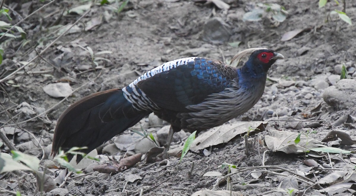 Kalij Pheasant - ML641238041