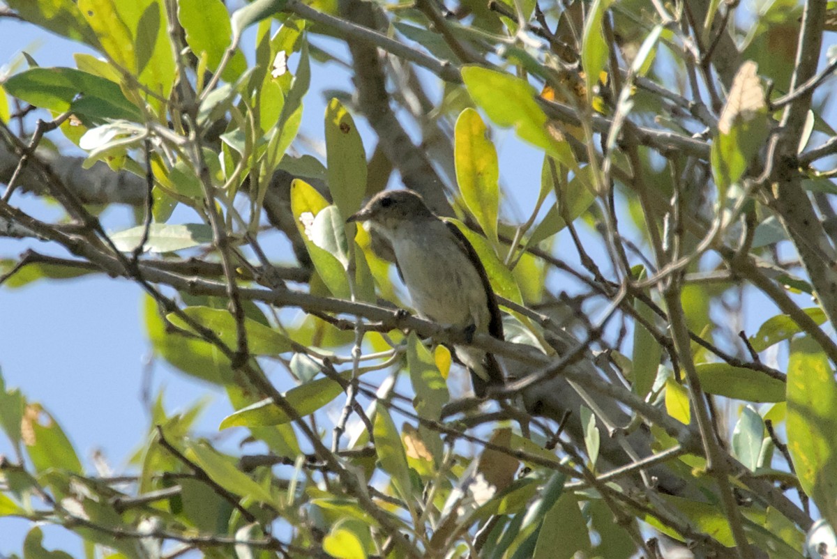 Scarlet-headed Flowerpecker - ML641238046