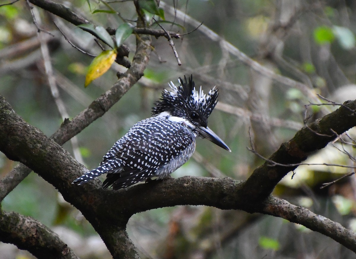 Crested Kingfisher - ML641238067