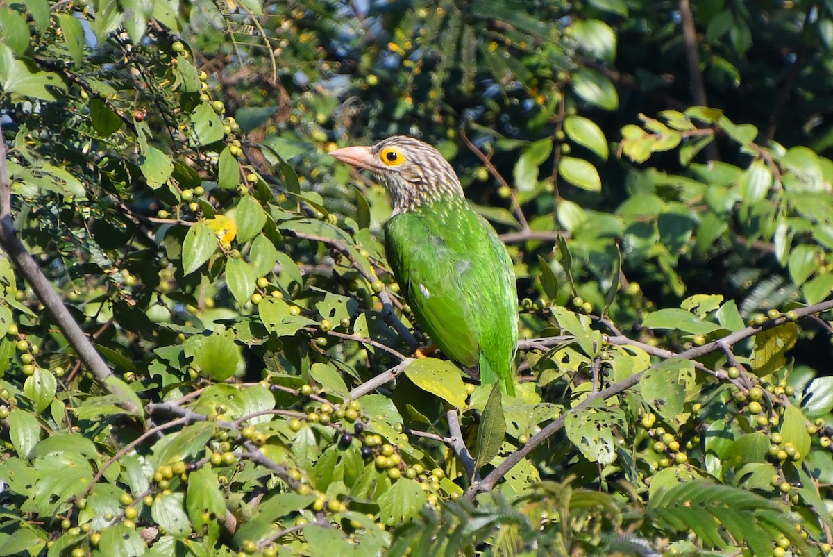 Lineated Barbet - ML641238071