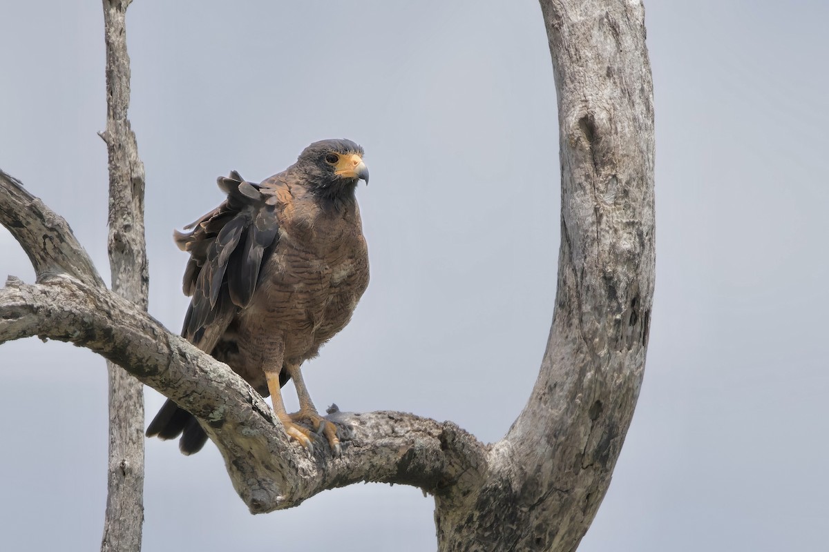 Rufous Crab Hawk - ML641238084