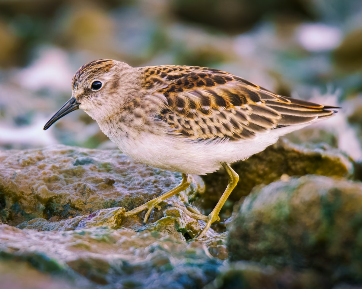 pygmésnipe - ML641238087