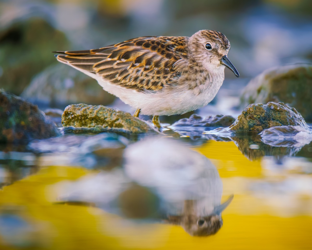 pygmésnipe - ML641238088