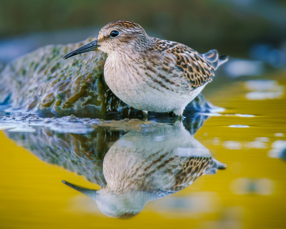 pygmésnipe - ML641238092