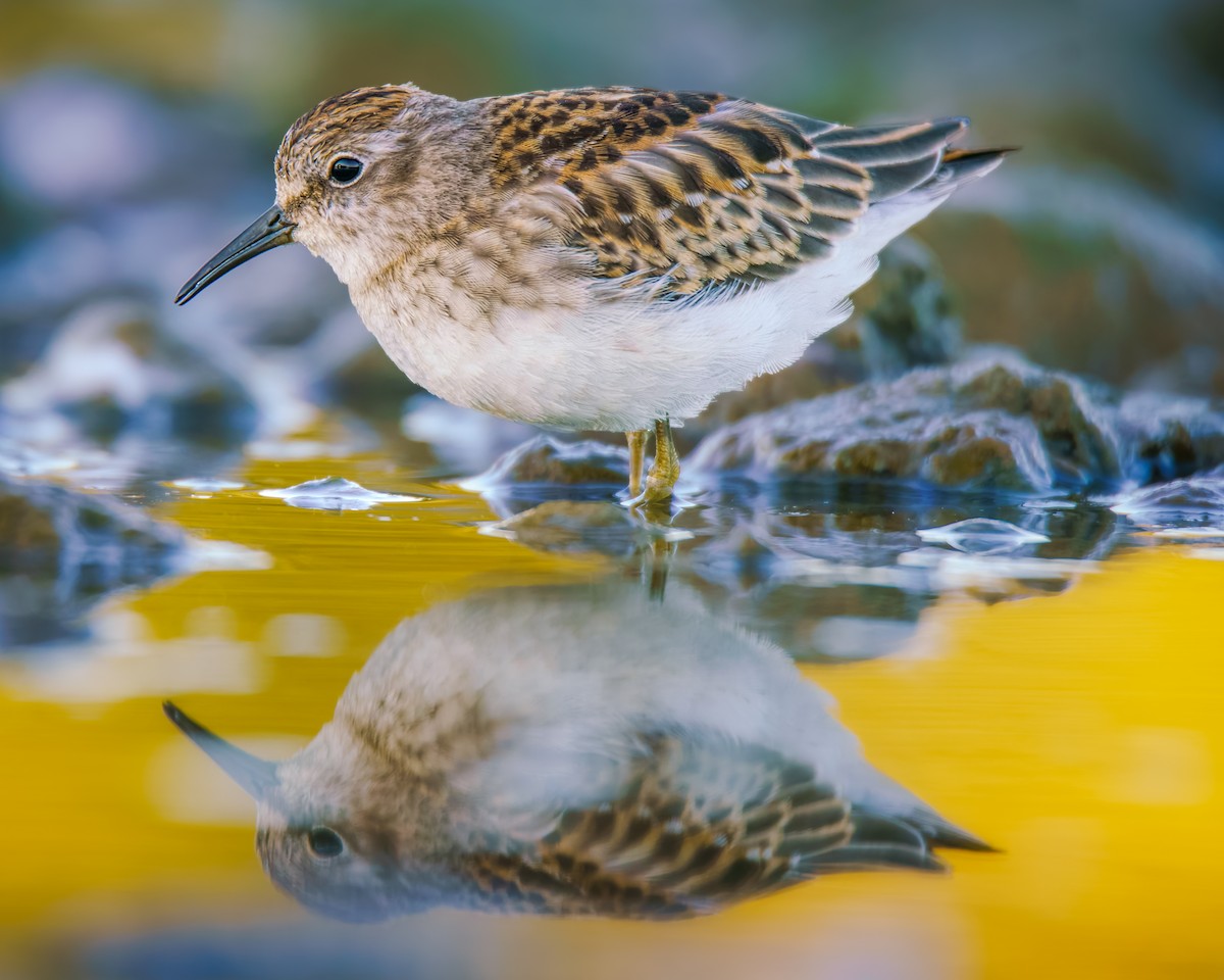 pygmésnipe - ML641238102