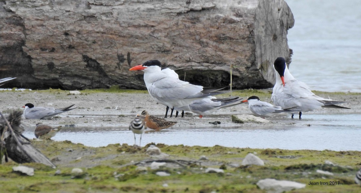 Common Tern - ML64123811