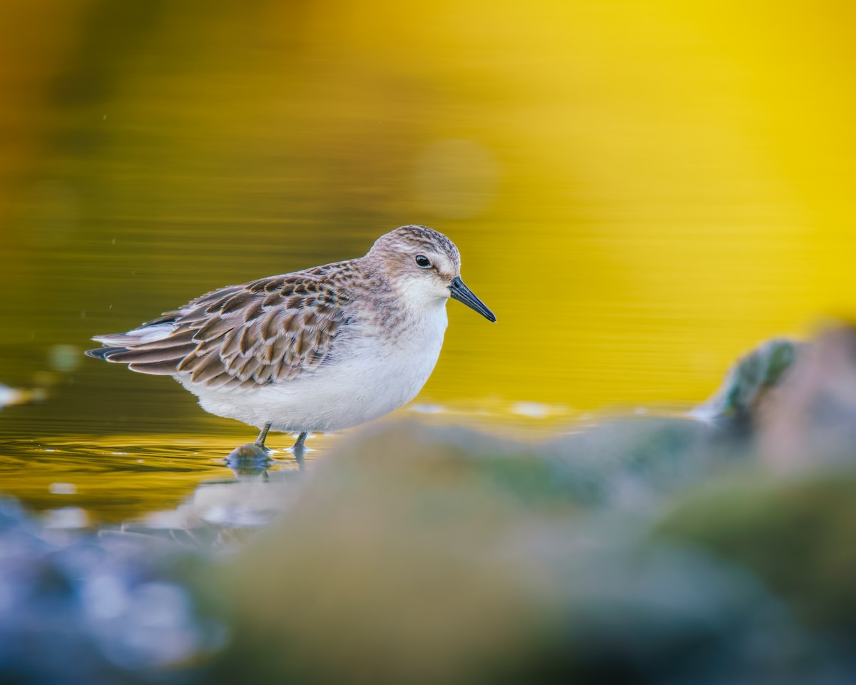 sandsnipe - ML641238135