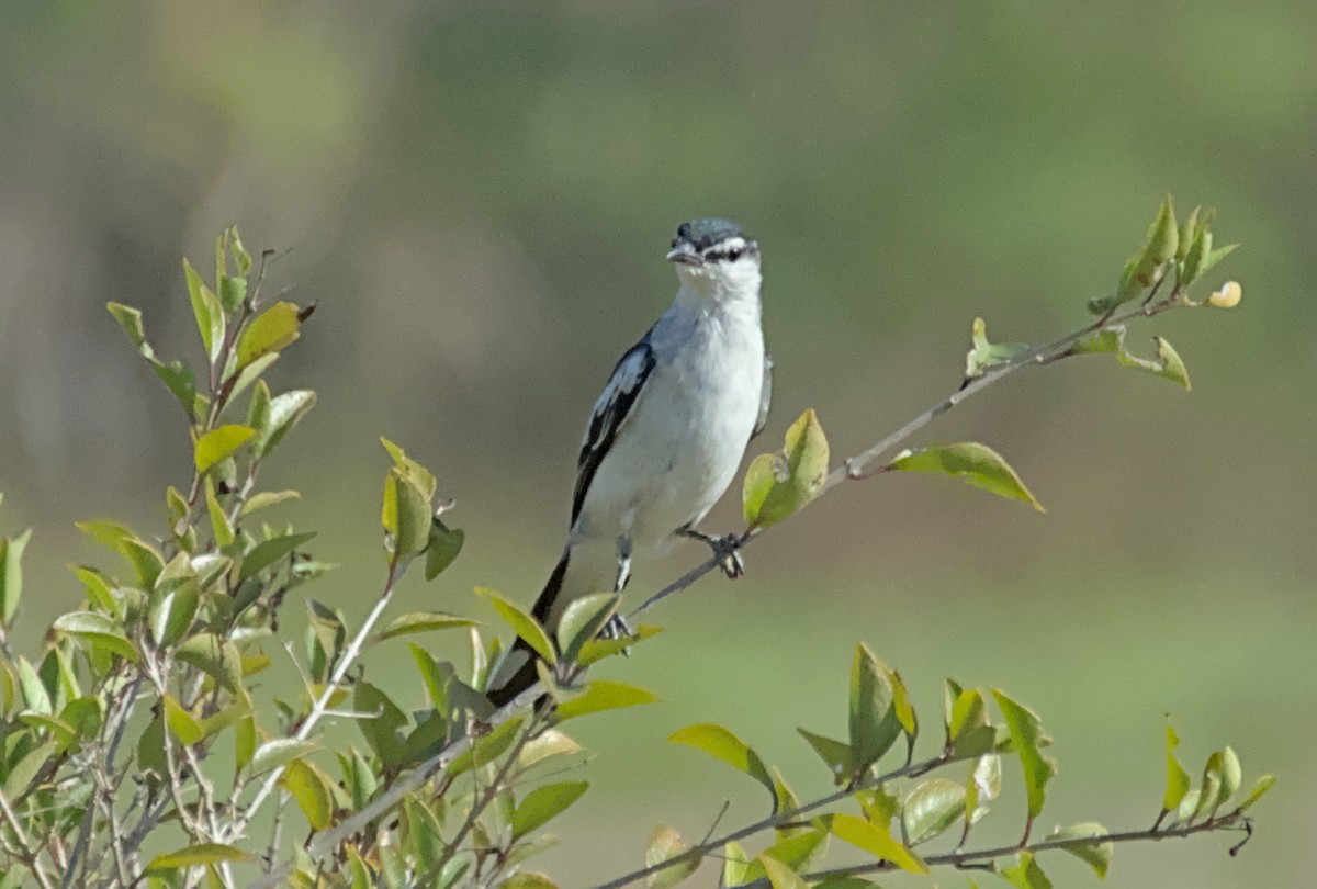 White-shouldered Triller - ML641238157