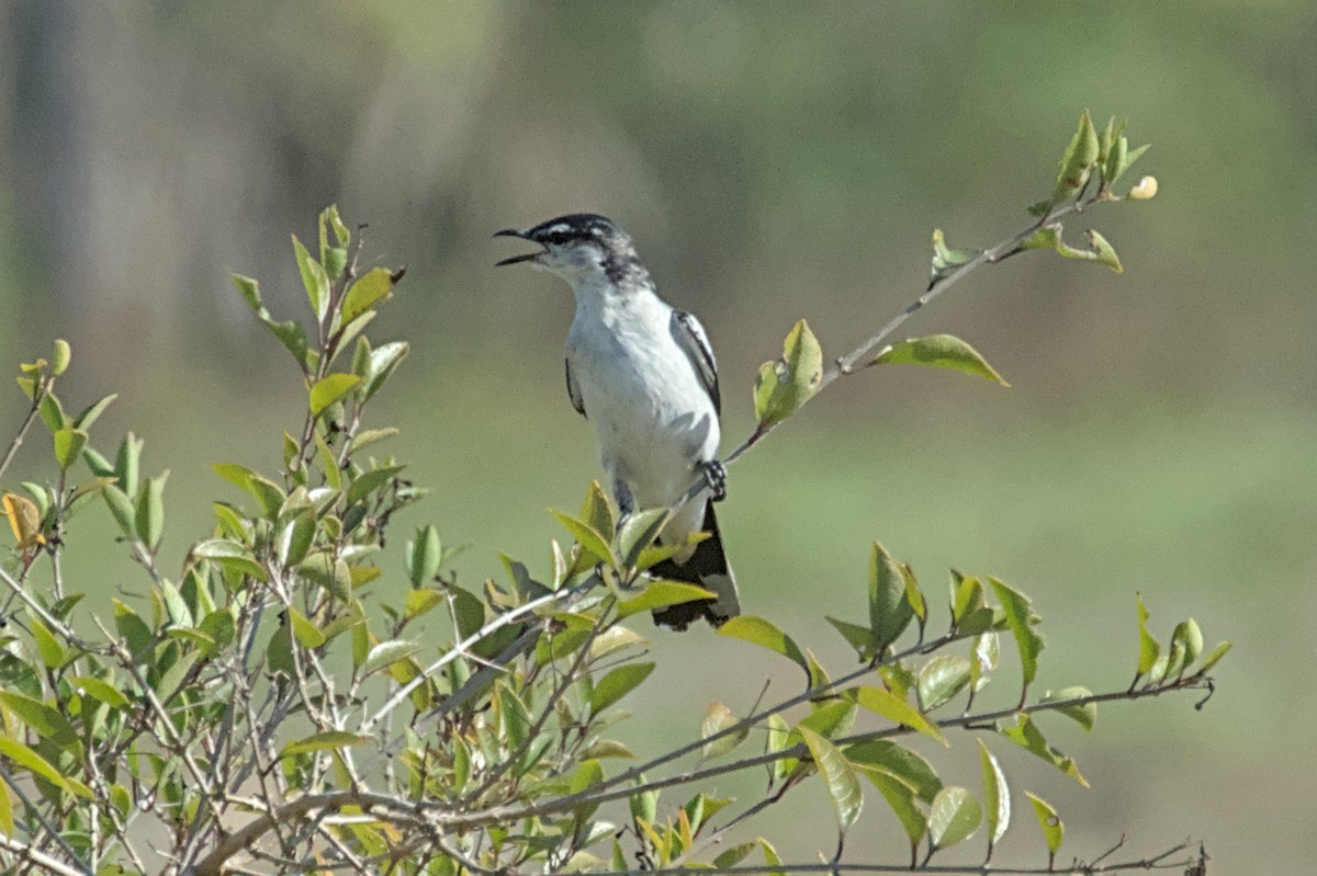 White-shouldered Triller - ML641238158