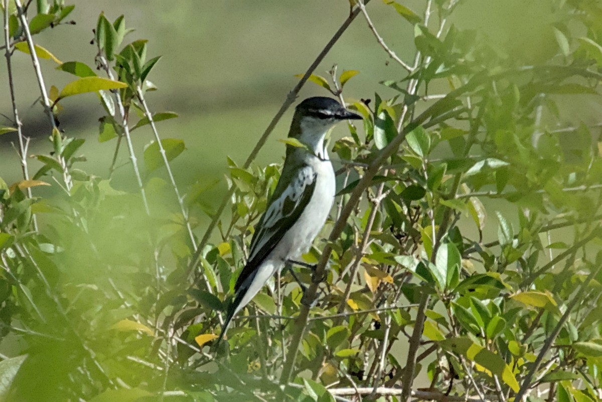 White-shouldered Triller - ML641238159