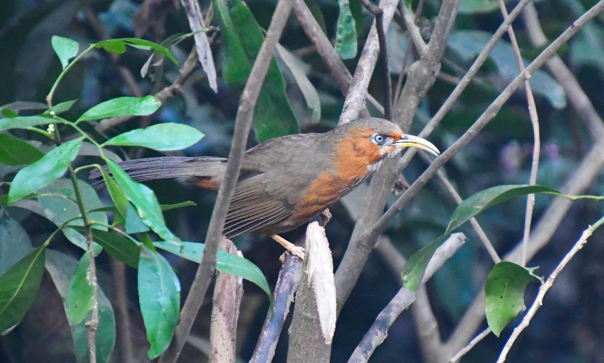 Rusty-cheeked Scimitar-Babbler - ML641238164