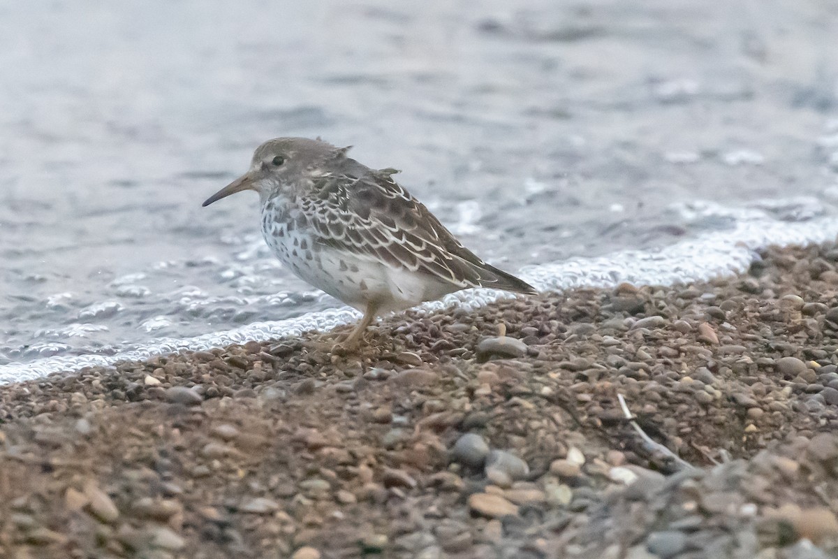 Rock Sandpiper - ML641238291