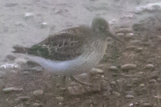 Rock Sandpiper - ML641238305