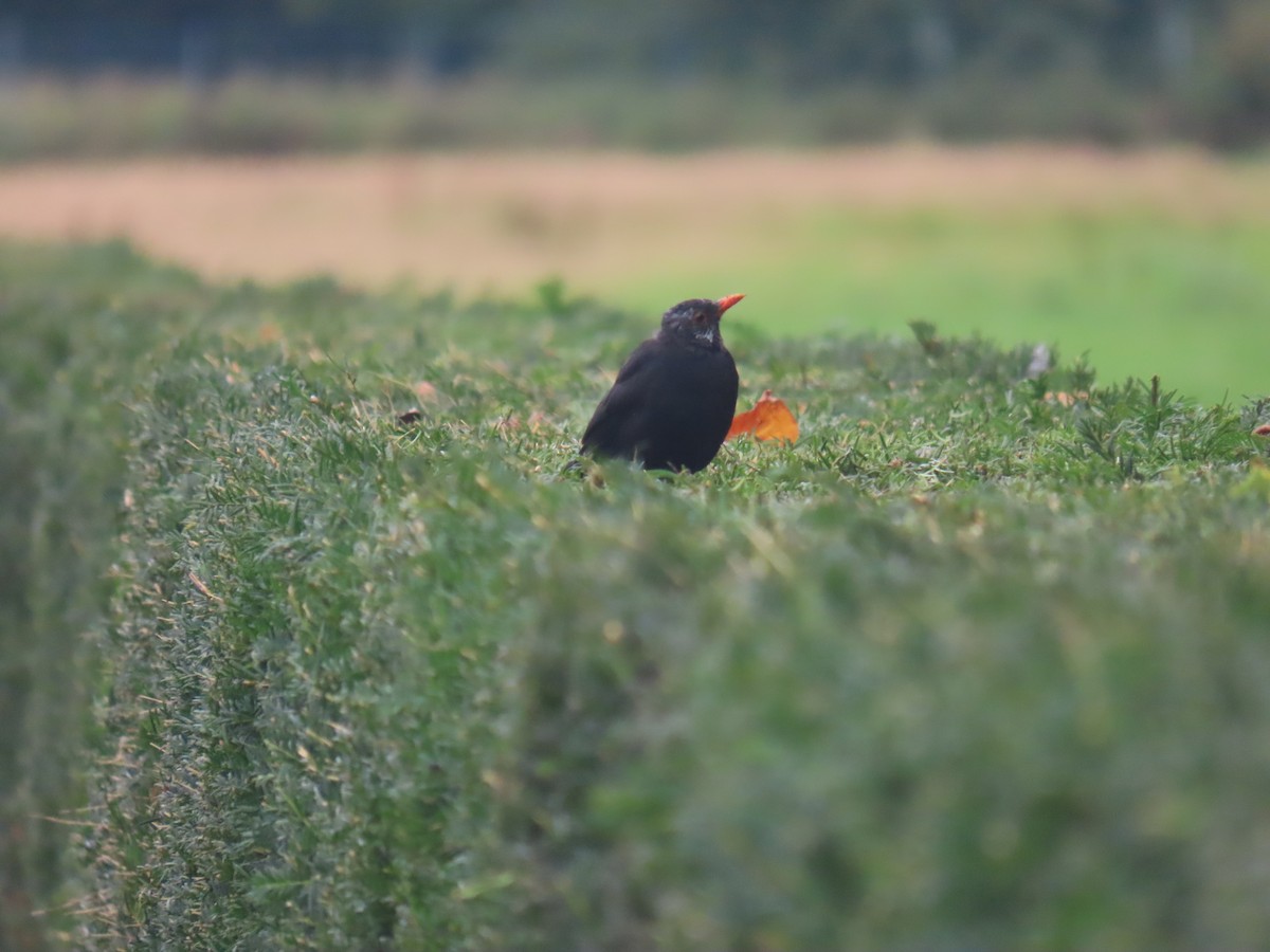 Eurasian Blackbird - ML641238340