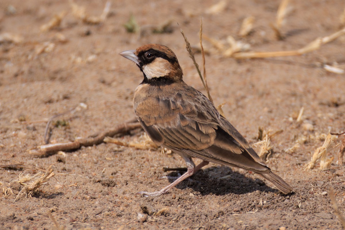Fischer's Sparrow-Lark - ML641238348