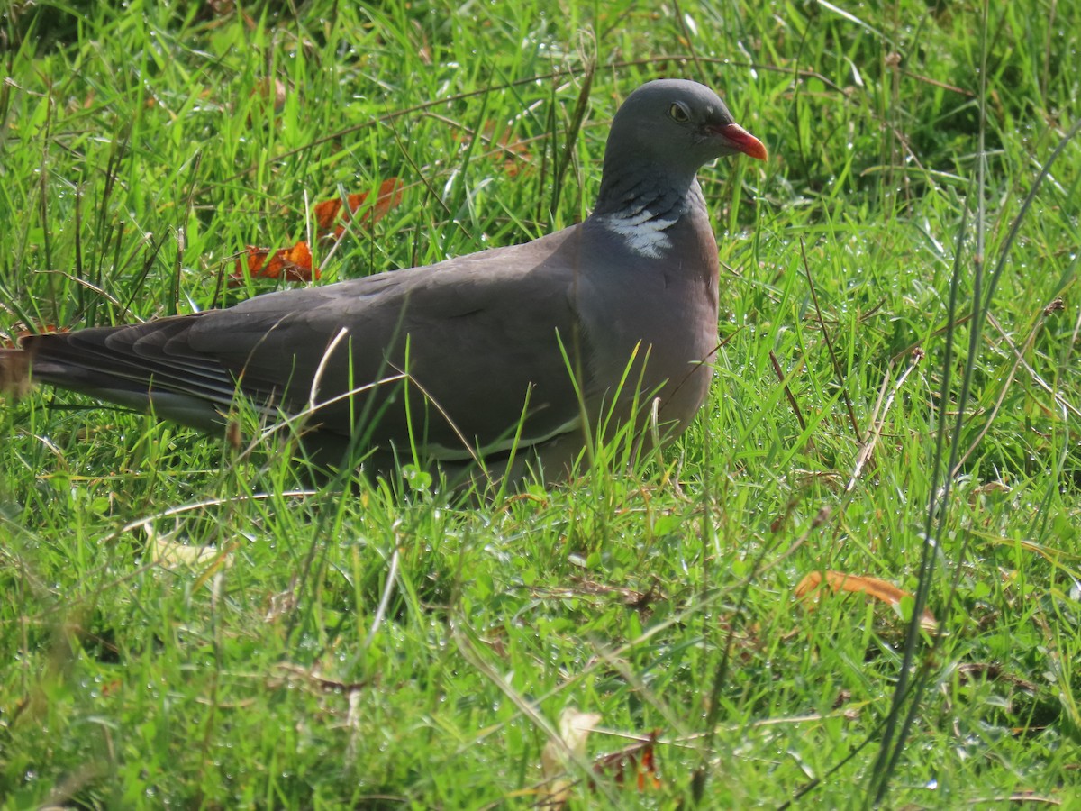 Common Wood-Pigeon - ML641238380