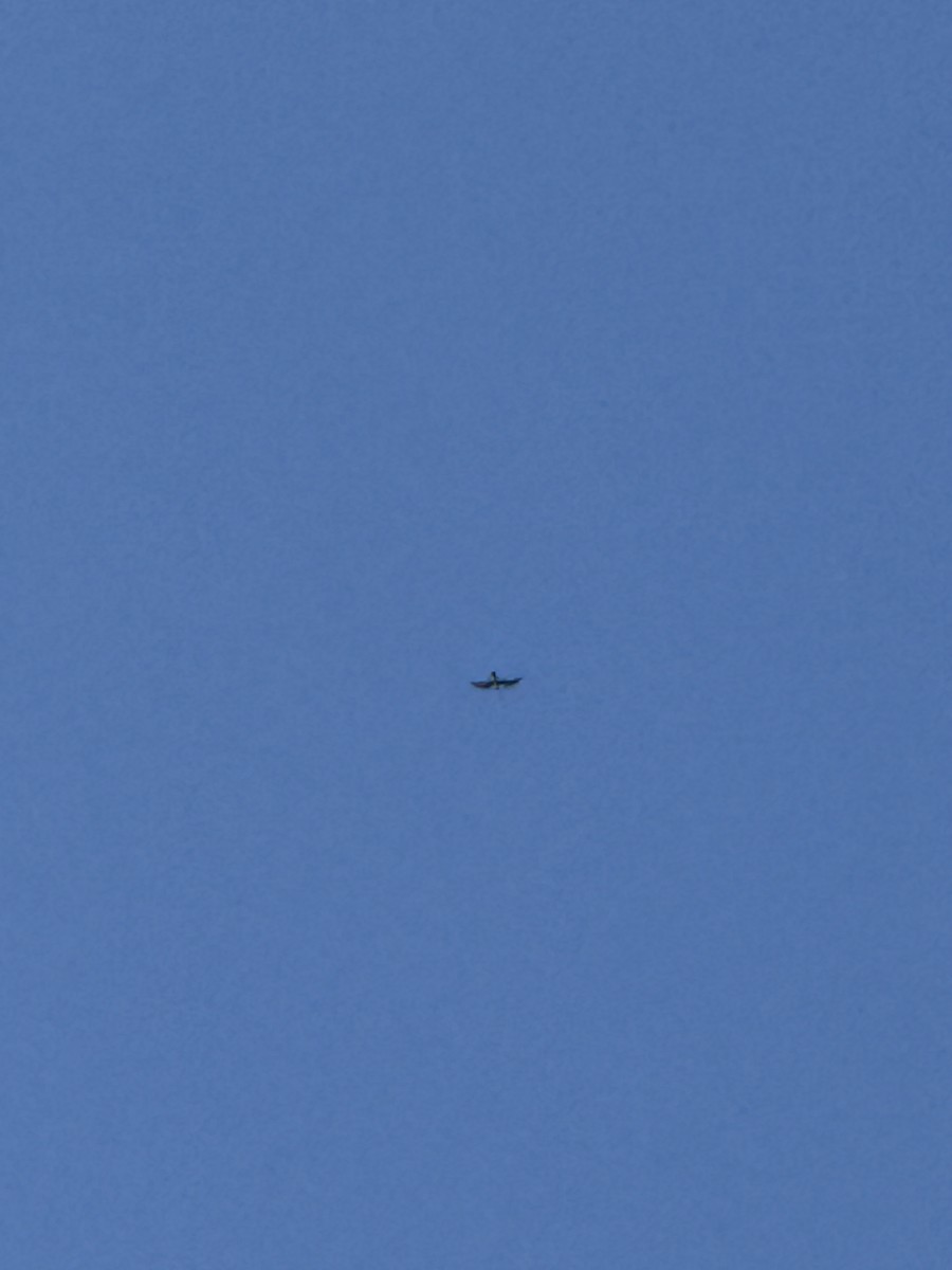 Mississippi Kite - ML641238417