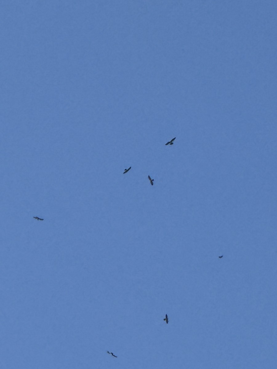 Mississippi Kite - ML641238418