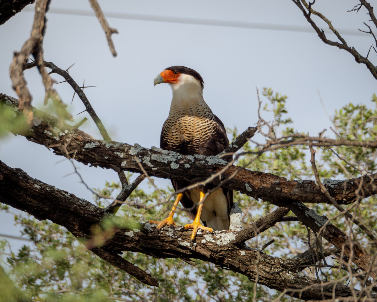 Crested Caracara (Northern) - ML641238427