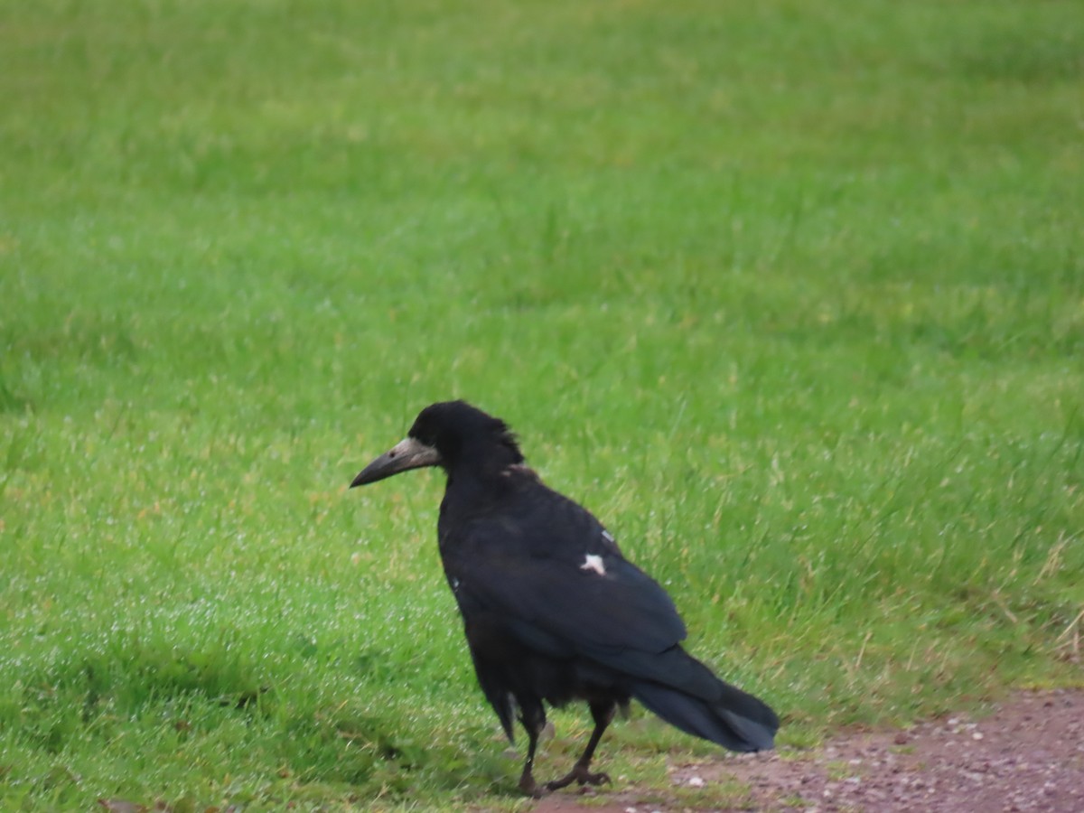 Rook - ML641238428