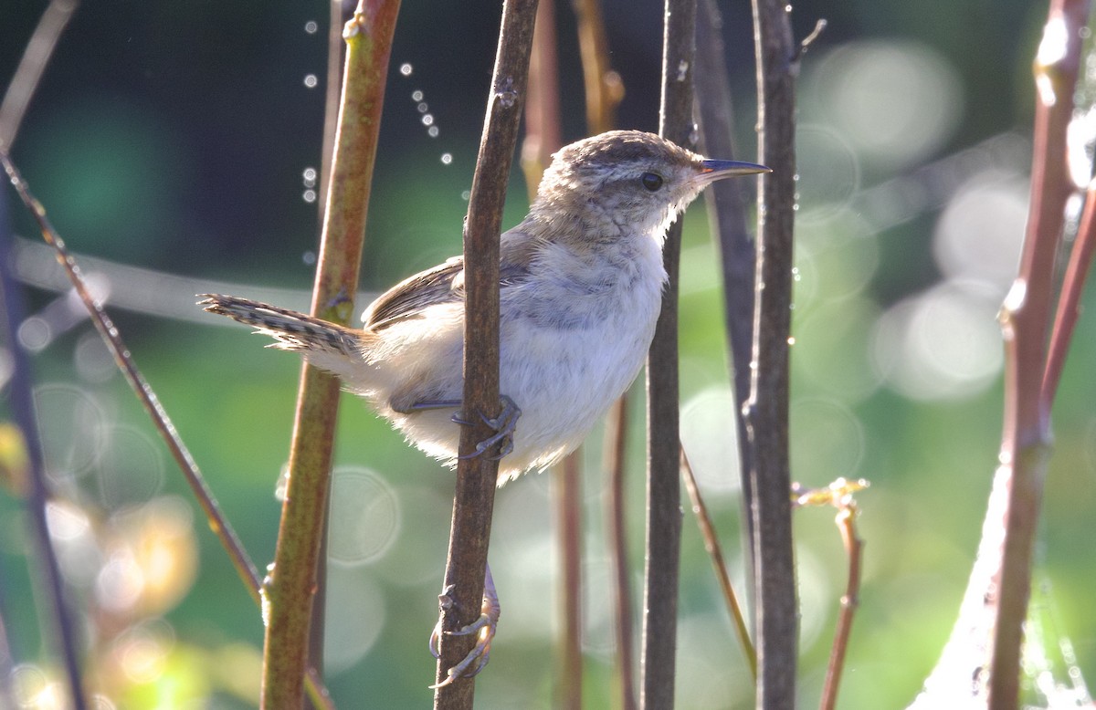 Marsh Wren - ML641238451