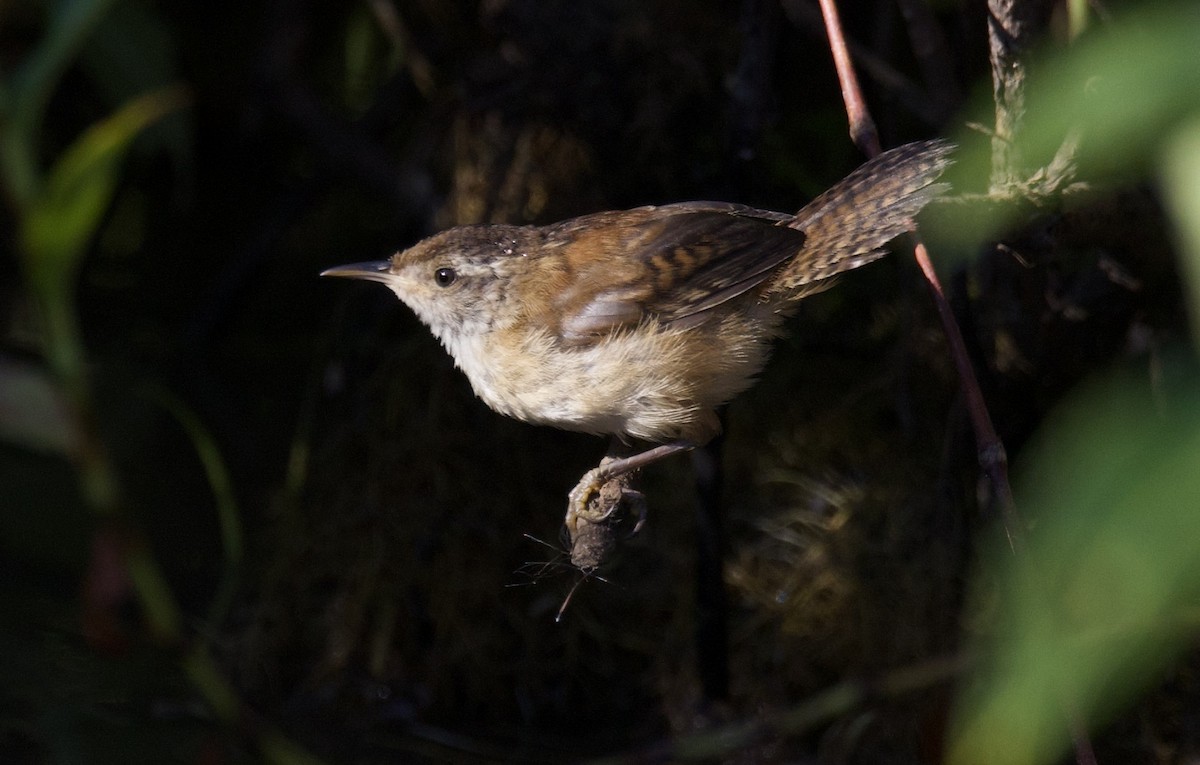 Marsh Wren - ML641238456