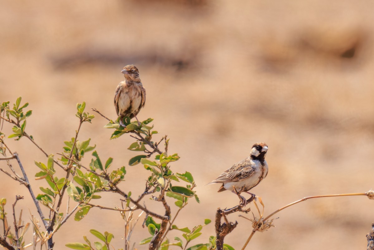 Fischer's Sparrow-Lark - ML641238579