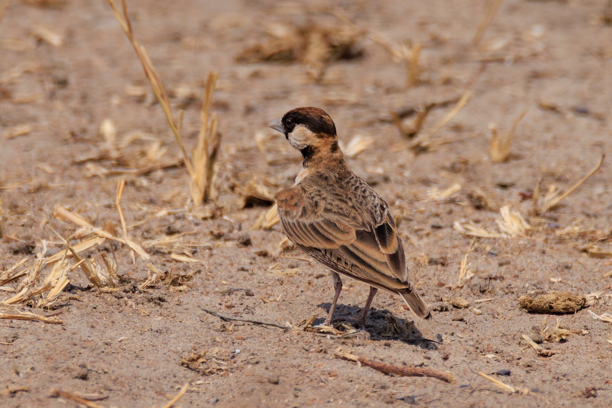 Fischer's Sparrow-Lark - ML641238580