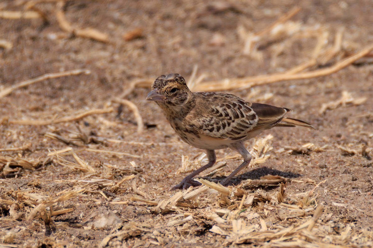 Fischer's Sparrow-Lark - ML641238581