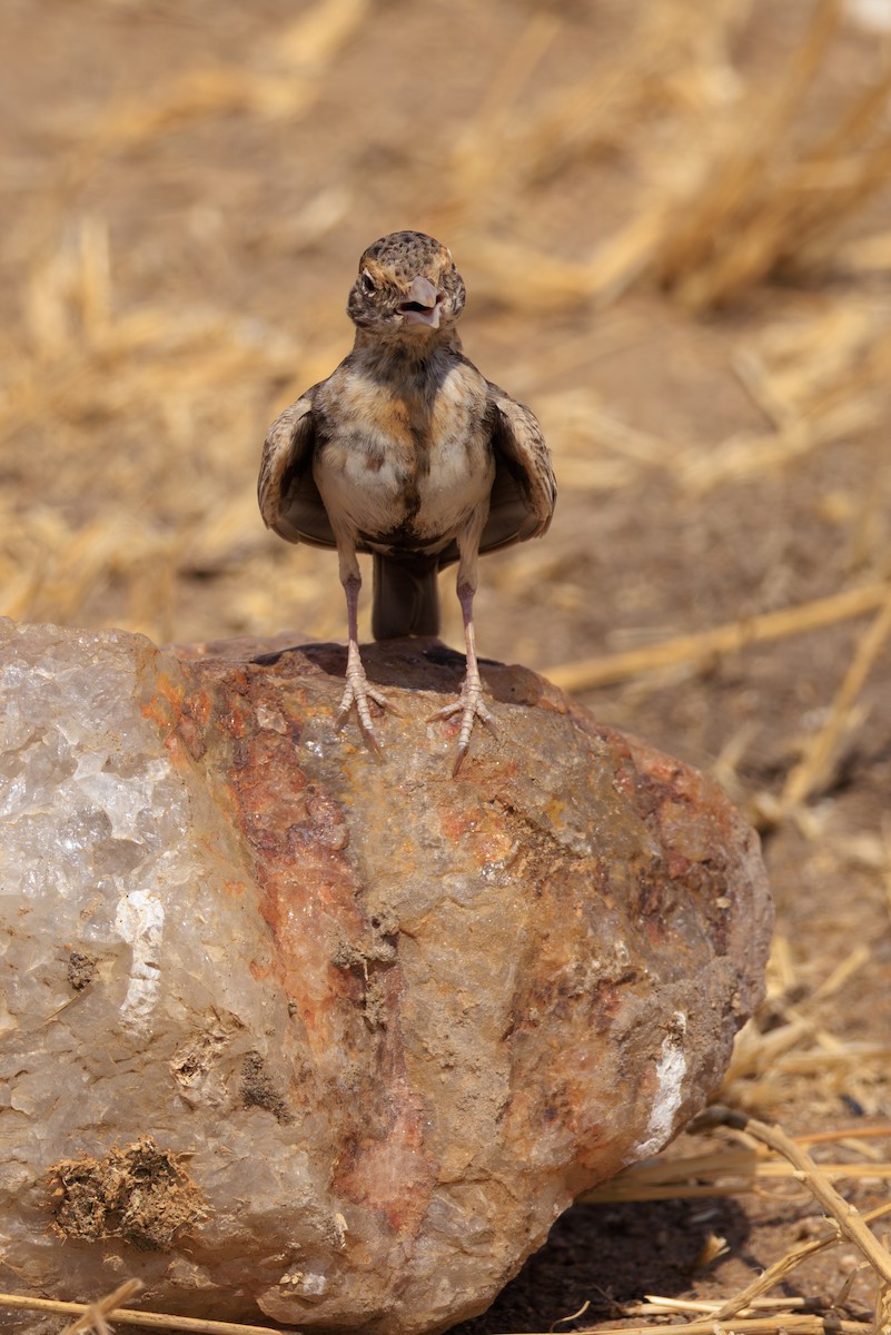 Fischer's Sparrow-Lark - ML641238582