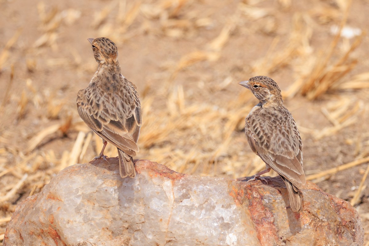 Fischer's Sparrow-Lark - ML641238583