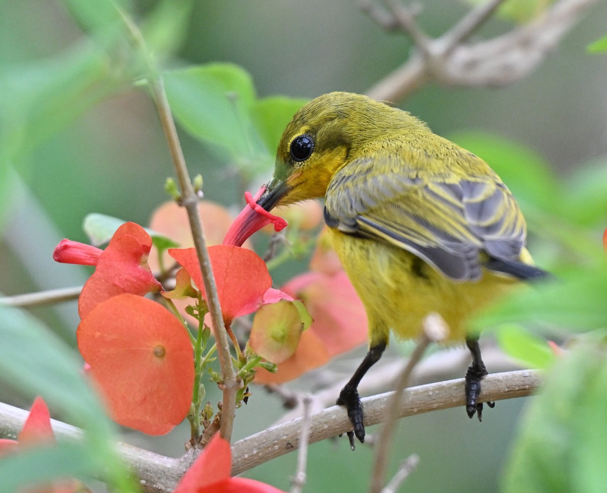 Ornate Sunbird - ML641238627