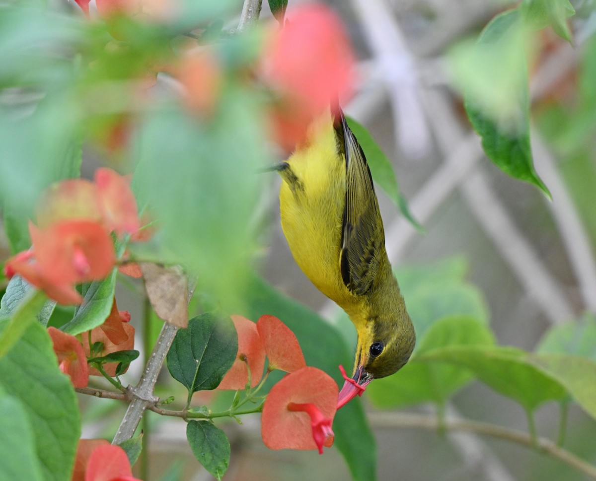 Ornate Sunbird - ML641238629
