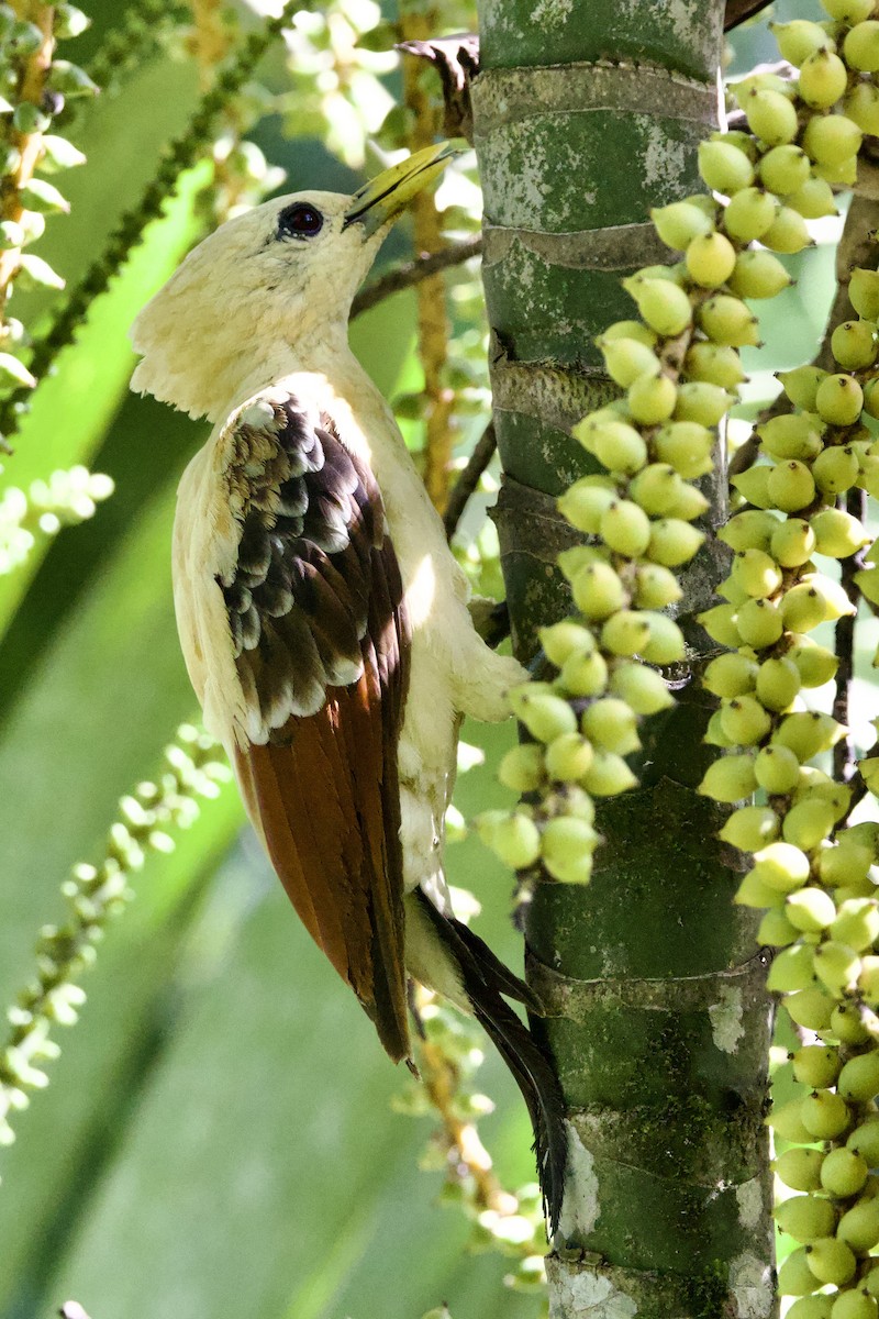 Cream-colored Woodpecker - ML641238652