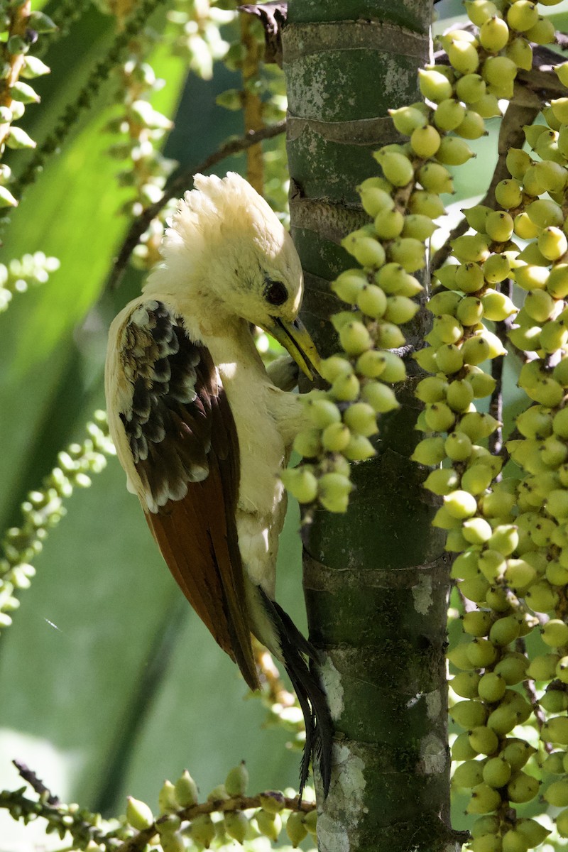 Cream-colored Woodpecker - ML641238666