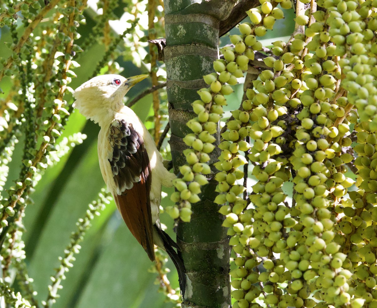 Cream-colored Woodpecker - ML641238671