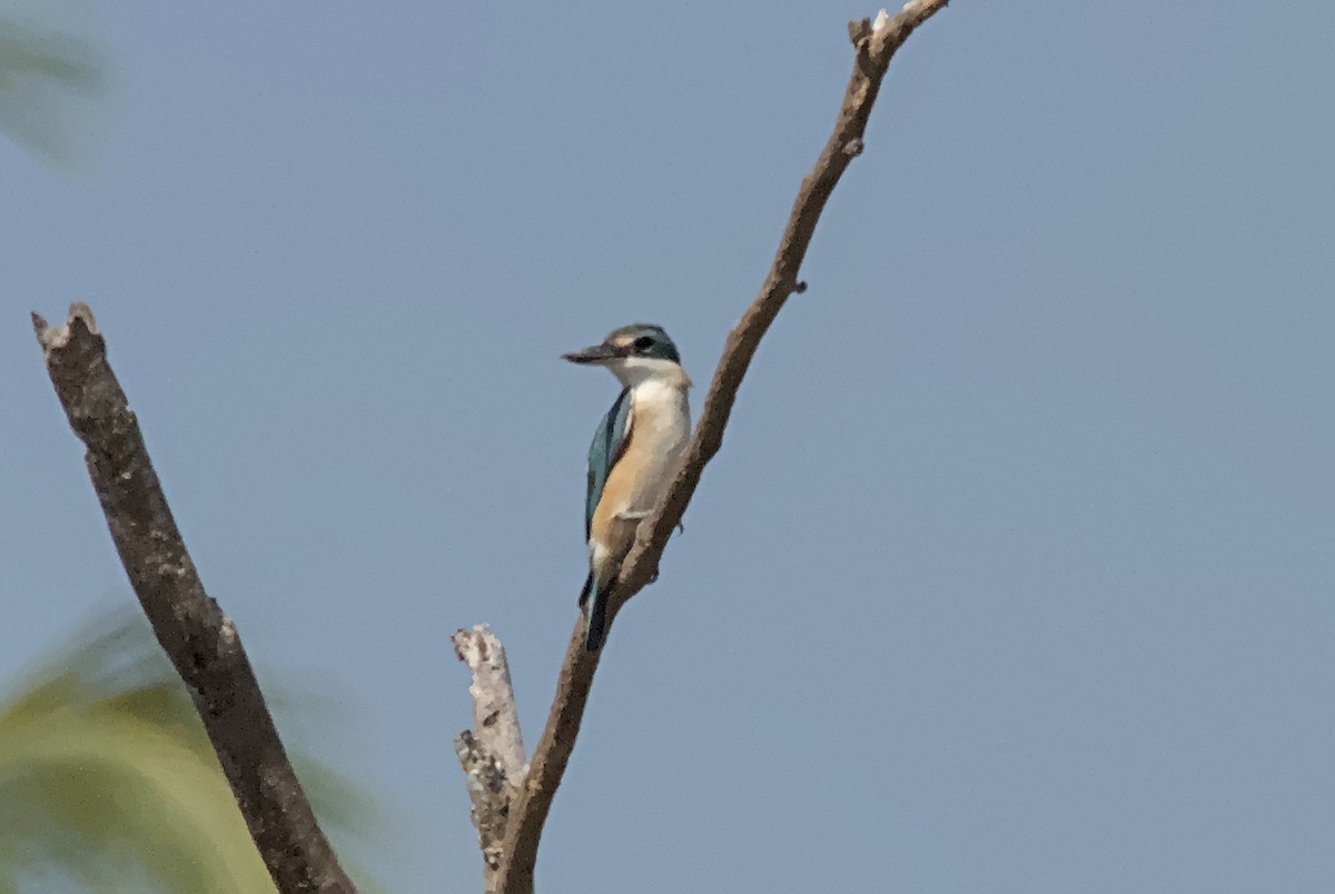 Sacred Kingfisher - ML641238693