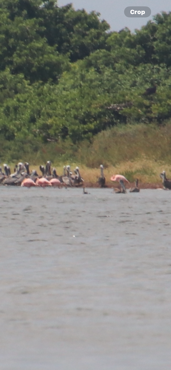 American Flamingo - ML641238790