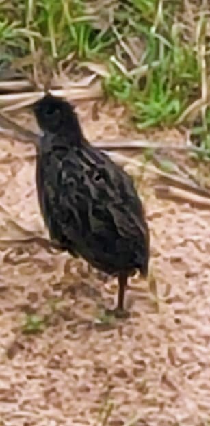 Ash-throated Crake - ML641238794