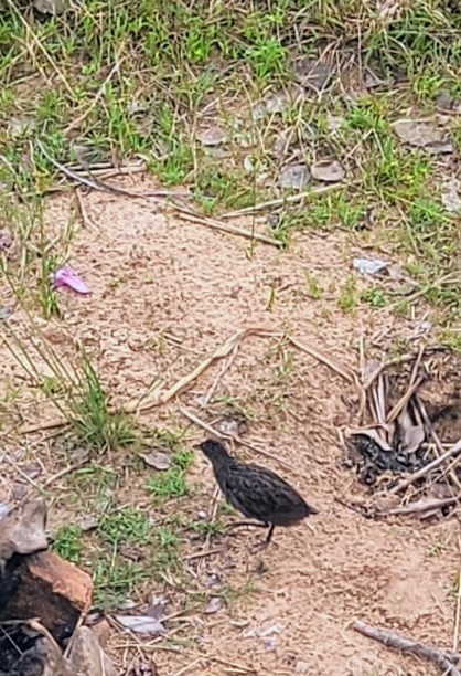 Ash-throated Crake - ML641238795
