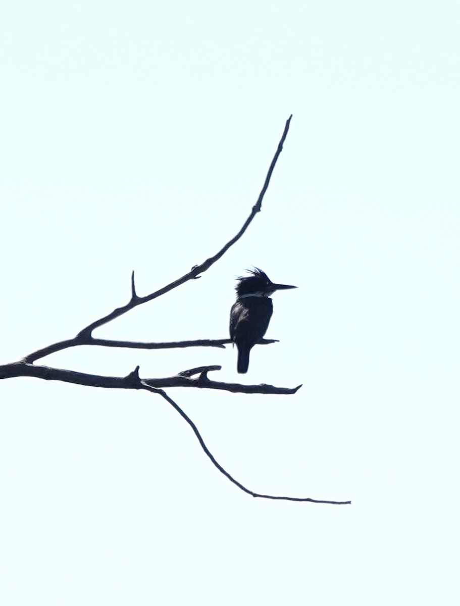 Belted Kingfisher - ML641238811