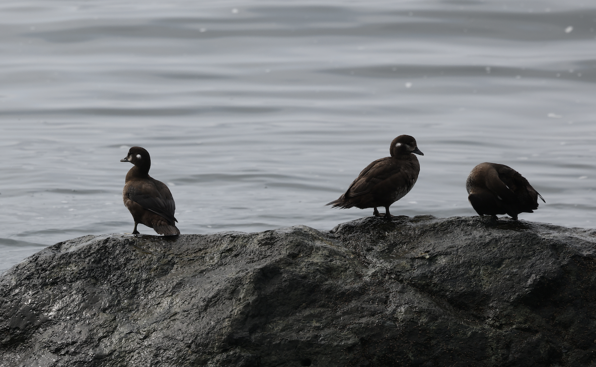 Harlequin Duck - ML641238822