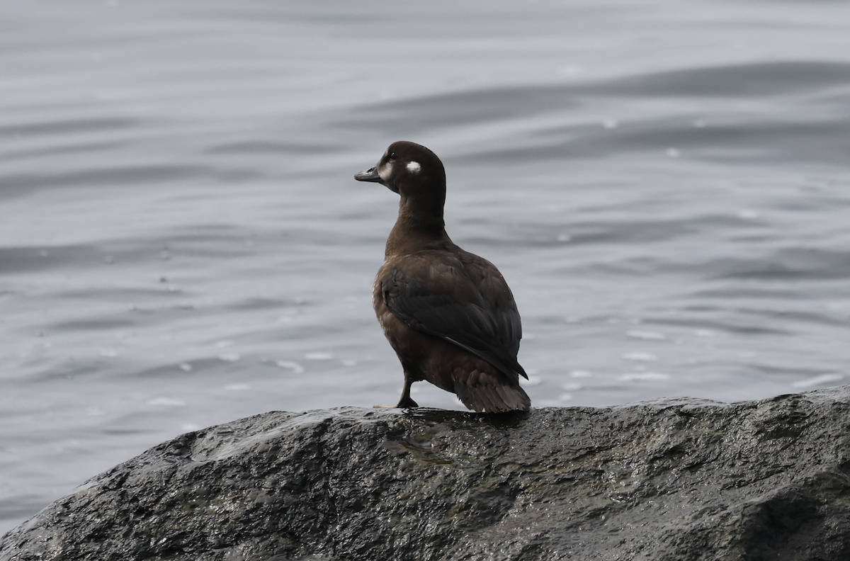 Harlequin Duck - ML641238828