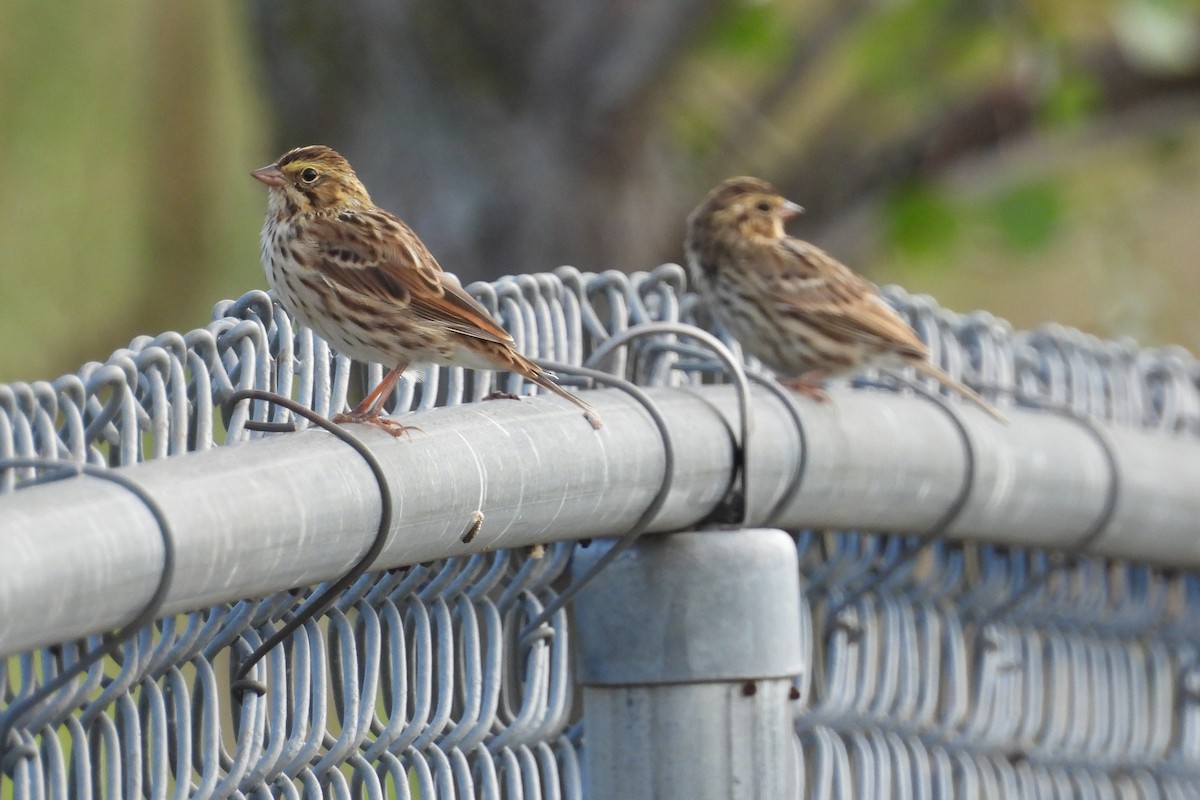 Savannah Sparrow - ML641238842