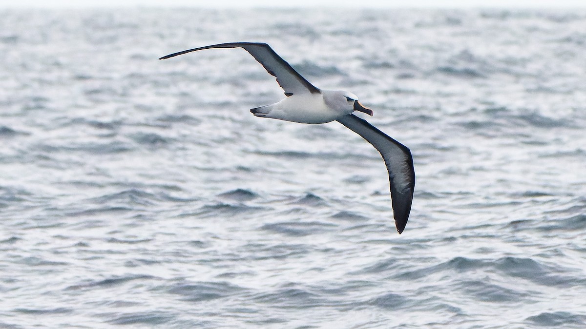 Atlantic Yellow-nosed Albatross - ML641238864